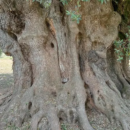 Nyaraló Amborget